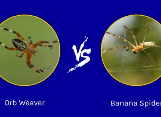 Orb Weaver vs Banana Spider: qual è la differenza?
