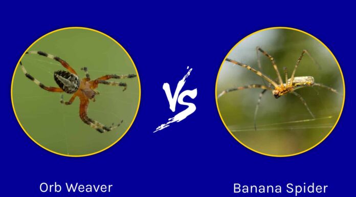 Orb Weaver vs Banana Spider: qual è la differenza?
