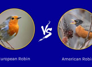 Robin europeo vs Robin americano: qual è la differenza?
