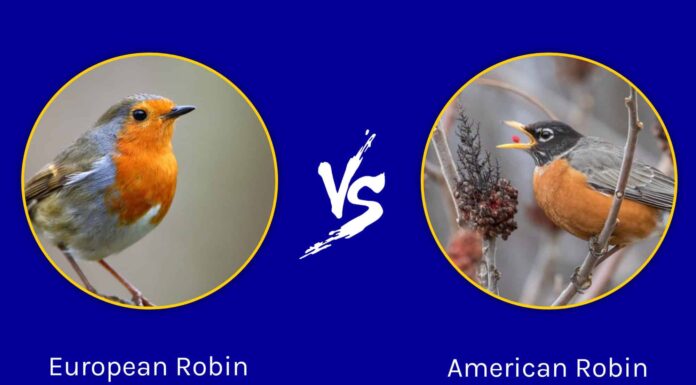 Robin europeo vs Robin americano: qual è la differenza?
