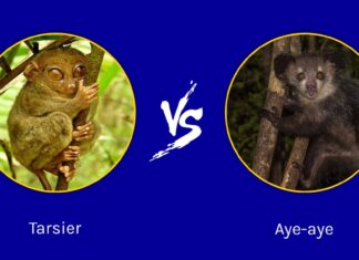 Tarsier vs Aye-Aye: qual è la loro differenza?
