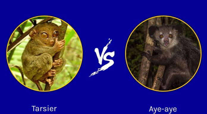 Tarsier vs Aye-Aye: qual è la loro differenza?
