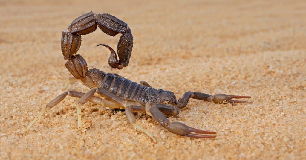 Animali che fanno la muta - Scorpione