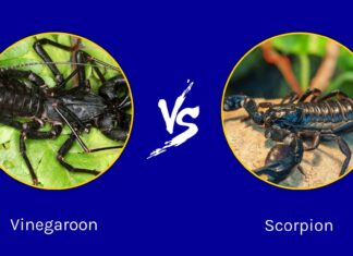 Aceto vs Scorpione: quali sono le differenze?
