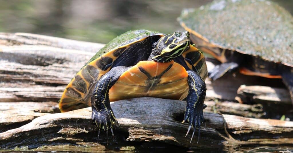 Tipi di tartarughe di stagno - Cursore dal ventre giallo