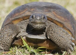 8 tipi di tartarughe nella Carolina del Sud
