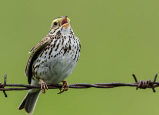 Savana passero
