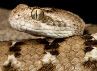 Saw-scaled viper closeup