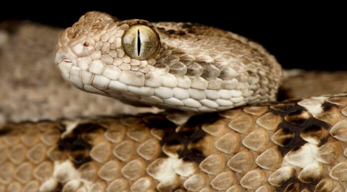 Saw-scaled viper closeup