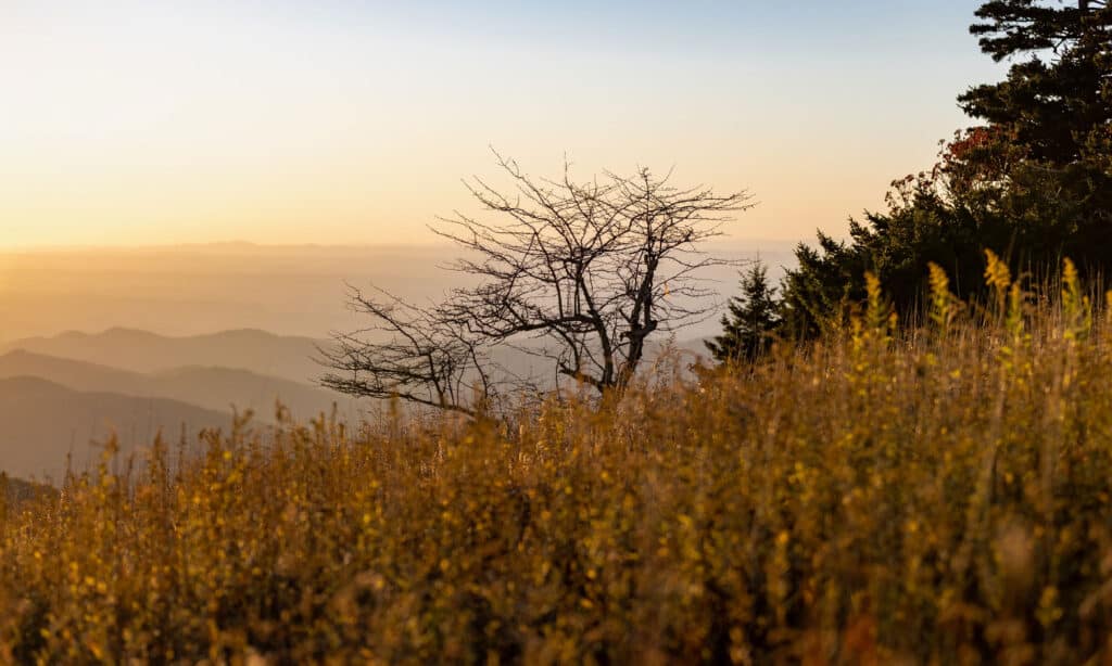 Whitetop Mountain Virginia