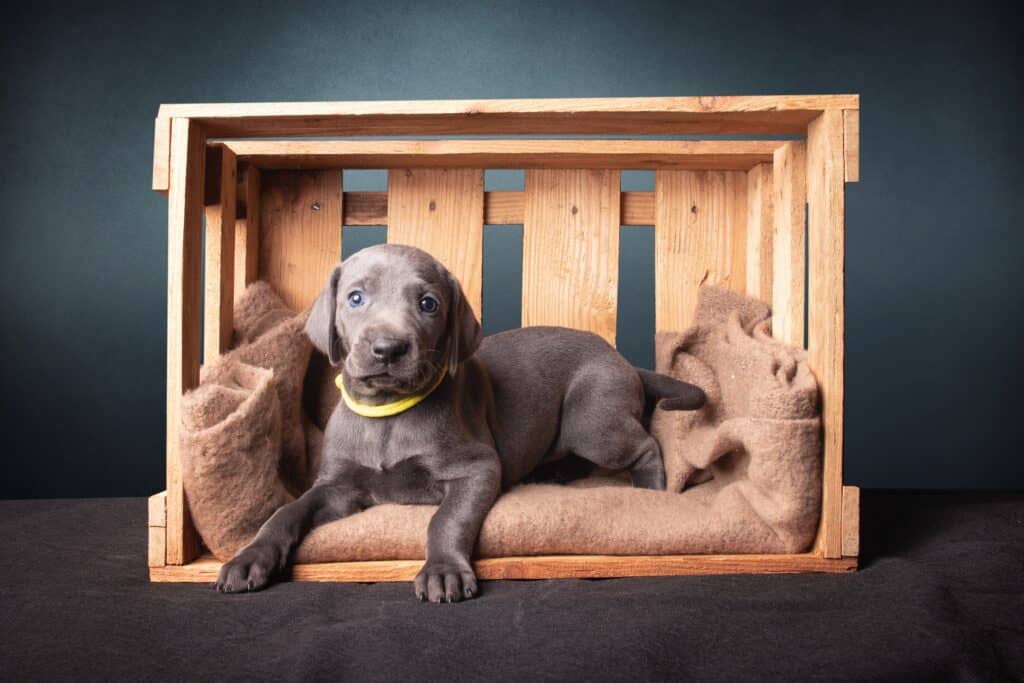 cuccia per cani in legno