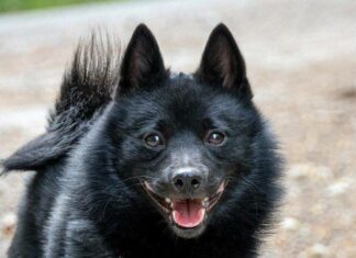 Schipperke
