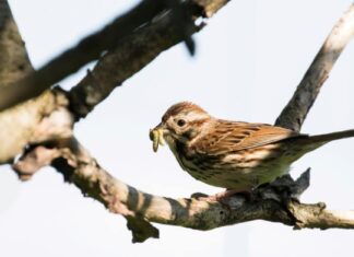 I 5 migliori posti per il birdwatching dell'Oklahoma quest'estate
