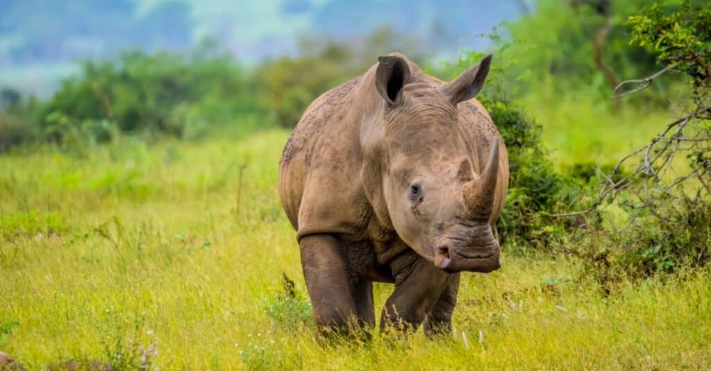 Animali con la pelle più dura: il rinoceronte