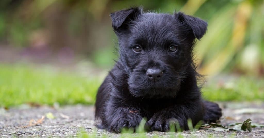 Cucciolo di terrier scozzese con sfondo di erba