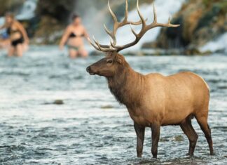 Scopri i 7 animali più grandi della Pennsylvania e dove li troverai
