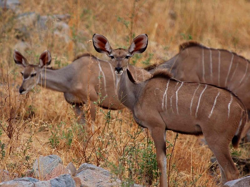Tre kudu maggiori tra l'erba marrone a Ruaha in Tanzania.