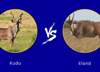 Kudu vs Eland: quali sono le differenze?
