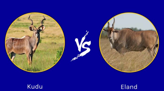 Kudu vs Eland: quali sono le differenze?
