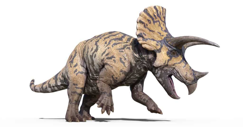 Triceratopo contro Elefante - Triceratopo in carica