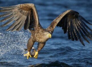 Aquila di mare
