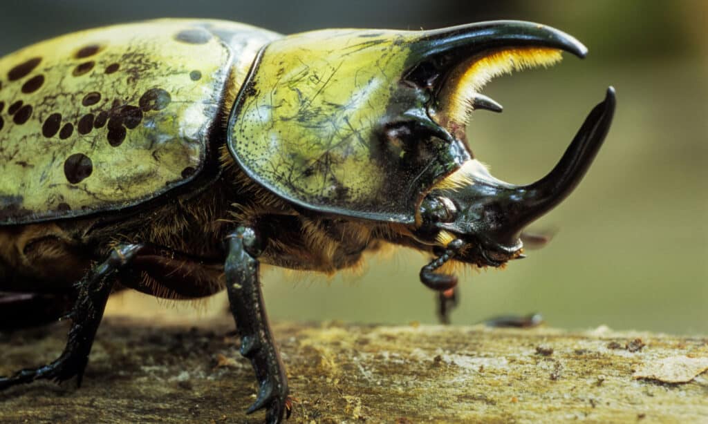 scarabeo ercole orientale