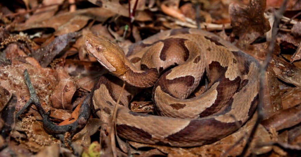 Serpenti in Mississippi - Copperhead meridionale (Agkistrodon contortrix)