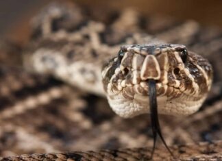 Scopri i primi quattro serpenti più grandi (e più pericolosi) in Georgia quest'estate!

