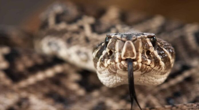 Scopri i primi quattro serpenti più grandi (e più pericolosi) in Georgia quest'estate!
