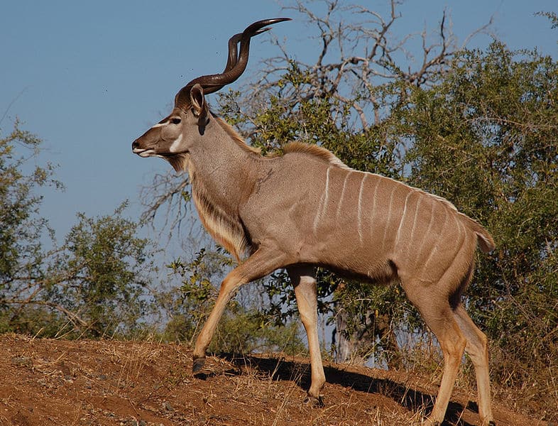 Maschio Kudu maggiore, Parco Nazionale Kruger, Sud Africa
