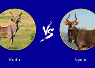 Kudu vs Nyala: quali sono le loro differenze?
