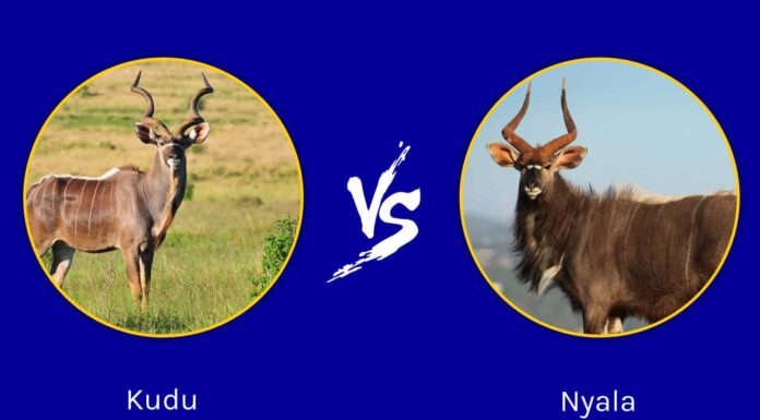 Kudu vs Nyala: quali sono le loro differenze?
