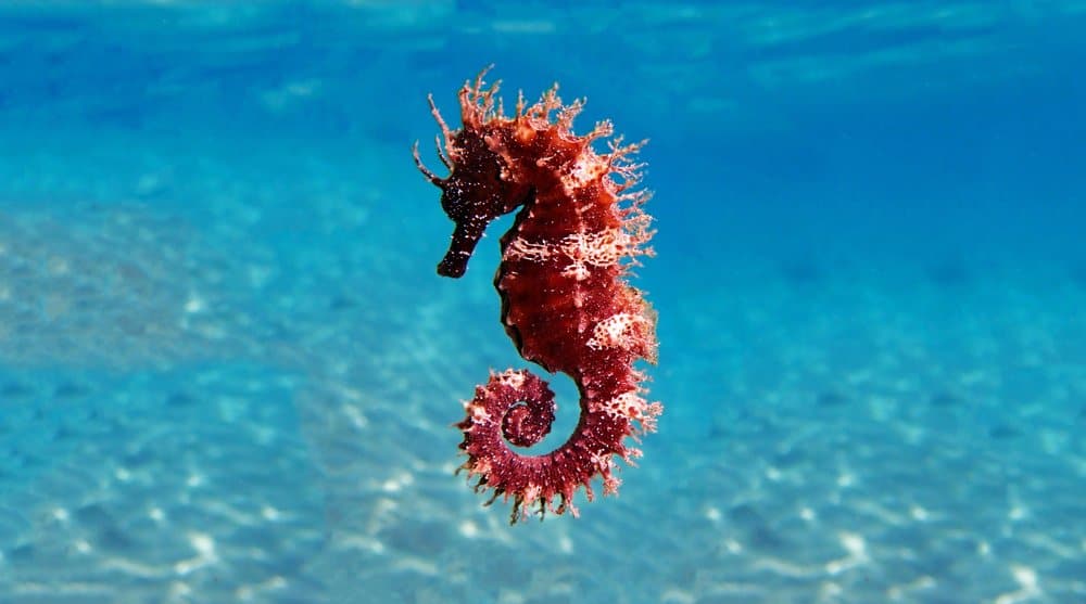 Seahorse (Hippocampus) - nuoto galleggiante rosso e bianco
