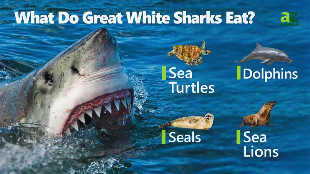 Cosa mangiano i grandi squali bianchi
