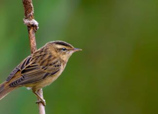 Sedge Warbler
