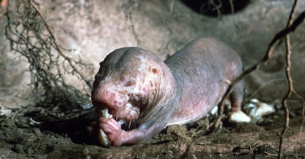 Animali che scavano sottoterra: talpa nuda