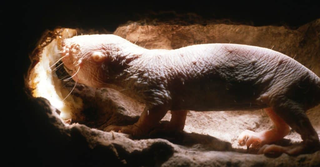 Molerat nudo (Heterocephalus glaber) che mangia tubero nel tunnel sotterraneo