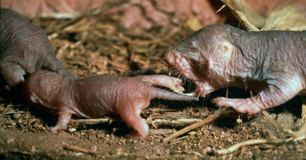 Ratto talpa nudo (Heterocephalus glasser) adulto che riporta i giovani nella camera di covata.