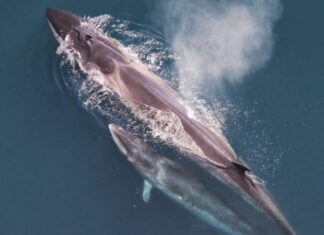 Sei Whale
