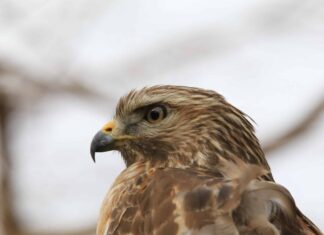 Falco dallo stinco acuto
