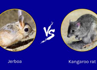 Jerboa vs Kangaroo Rat: quali sono le loro differenze?

