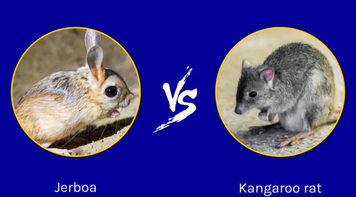 Jerboa vs Kangaroo Rat: quali sono le loro differenze?
