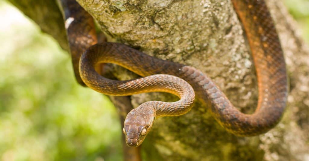 Serpenti alle Hawaii - Serpente arboricolo marrone
