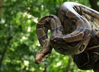 Scopri i quattro serpenti più grandi (e più pericolosi) alle Hawaii quest'estate!
