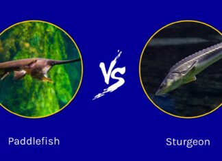 Pesce spatola vs storione: quali sono le loro differenze?
