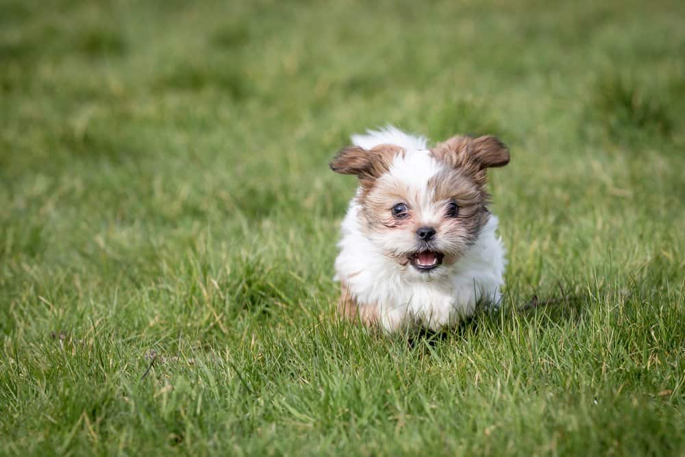 Shih Tzu (Canis familiaris) - cucciolo che corre