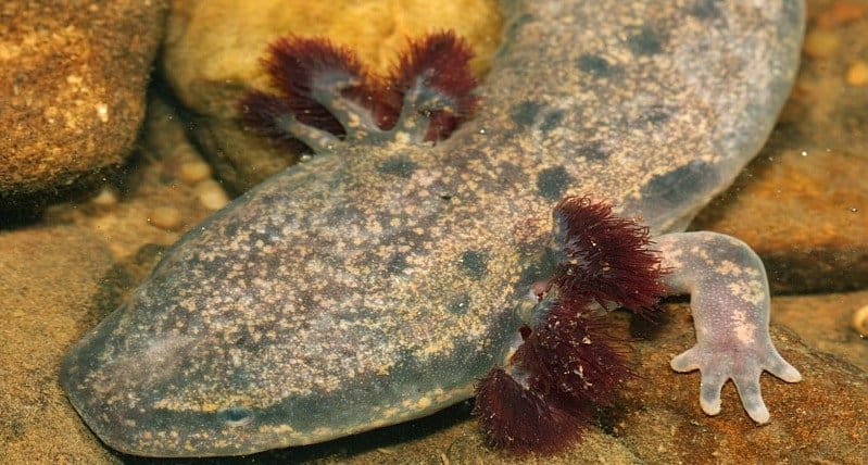 Mudpuppy, in un ruscello, primo piano