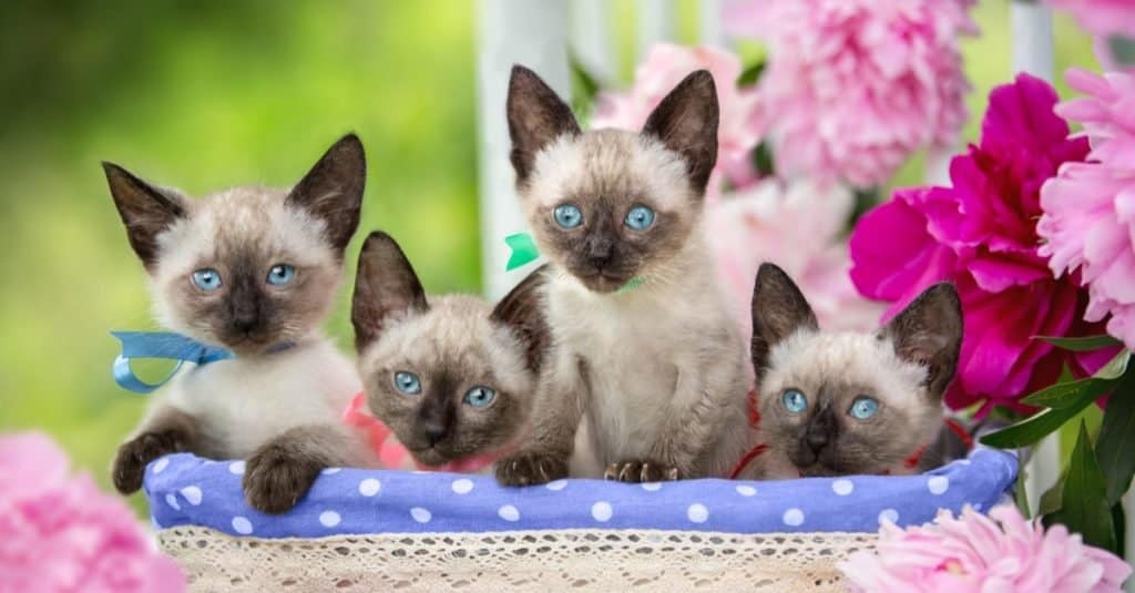 Quattro gattini siamesi sono seduti in un cestino su uno sfondo di fiori