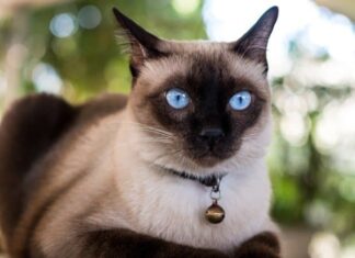 siamese
