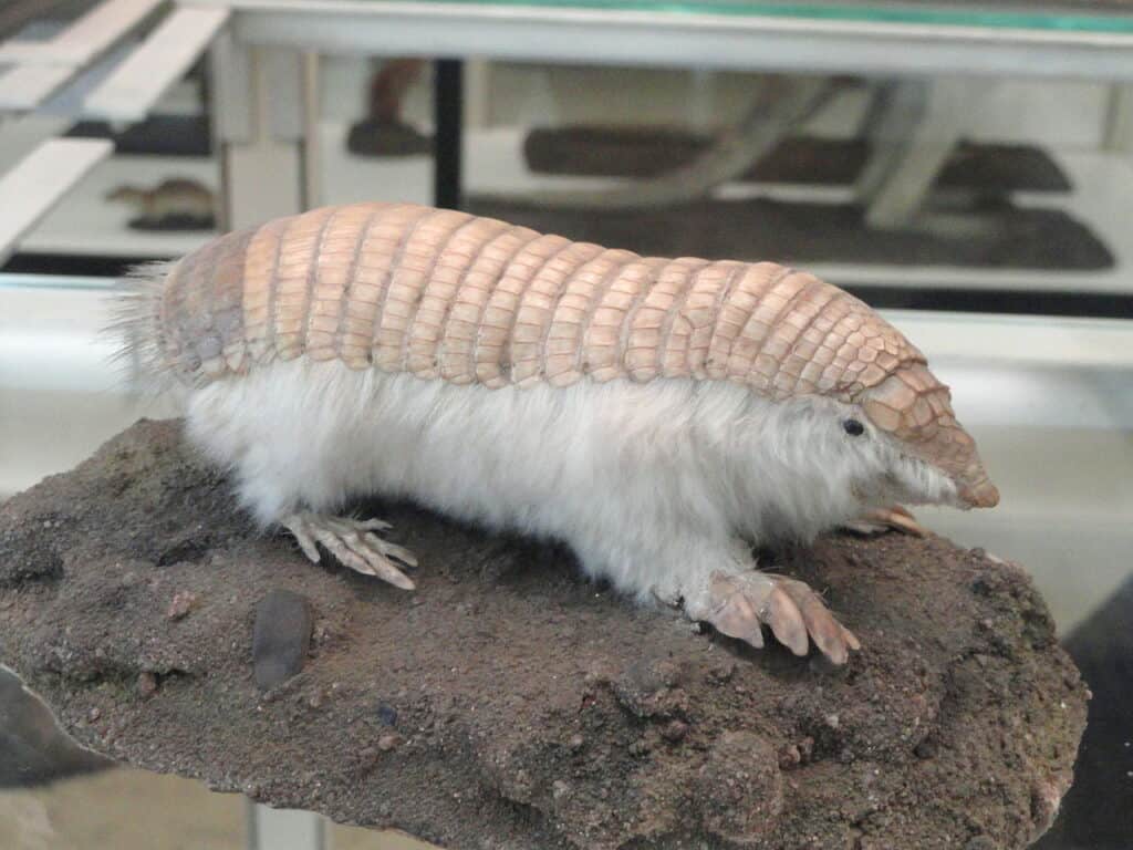 Armadillo delle fate rosa (Chlamyphorus truncatus)